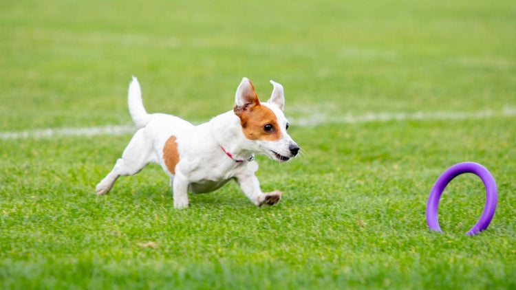 Für Hund - PetFitWorld