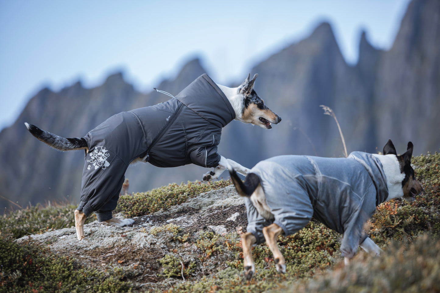 Hunde-Overall Extreme Overall blackberry - PetFitWorld