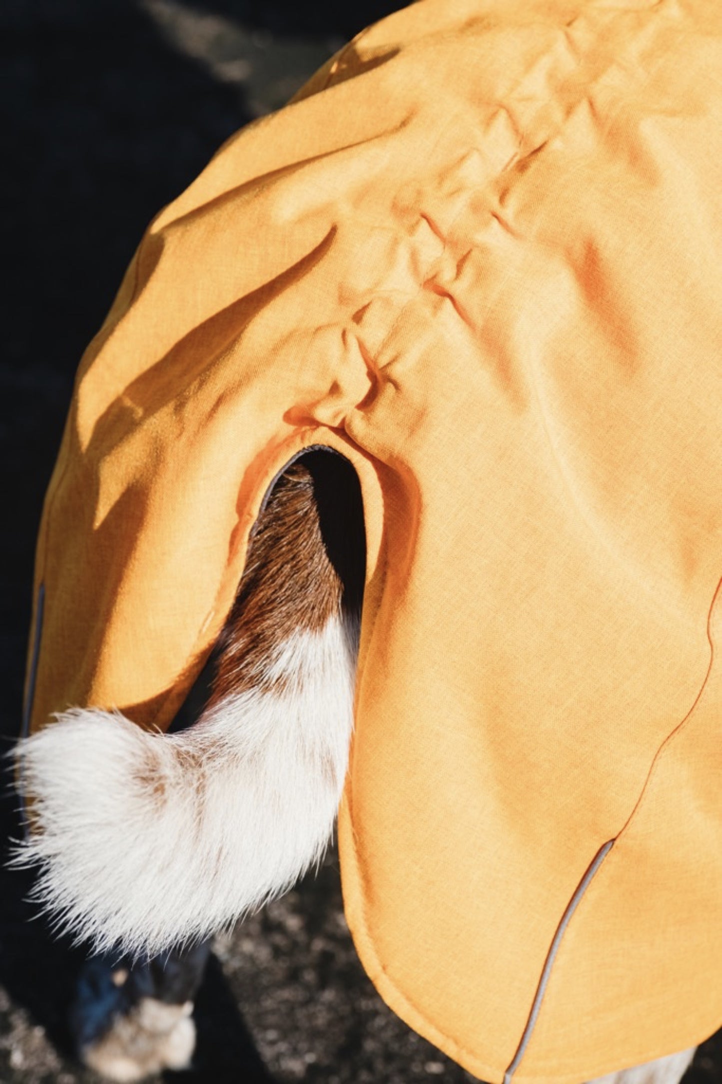 Hundejacke Expedition parka buckthorn - PetFitWorld
