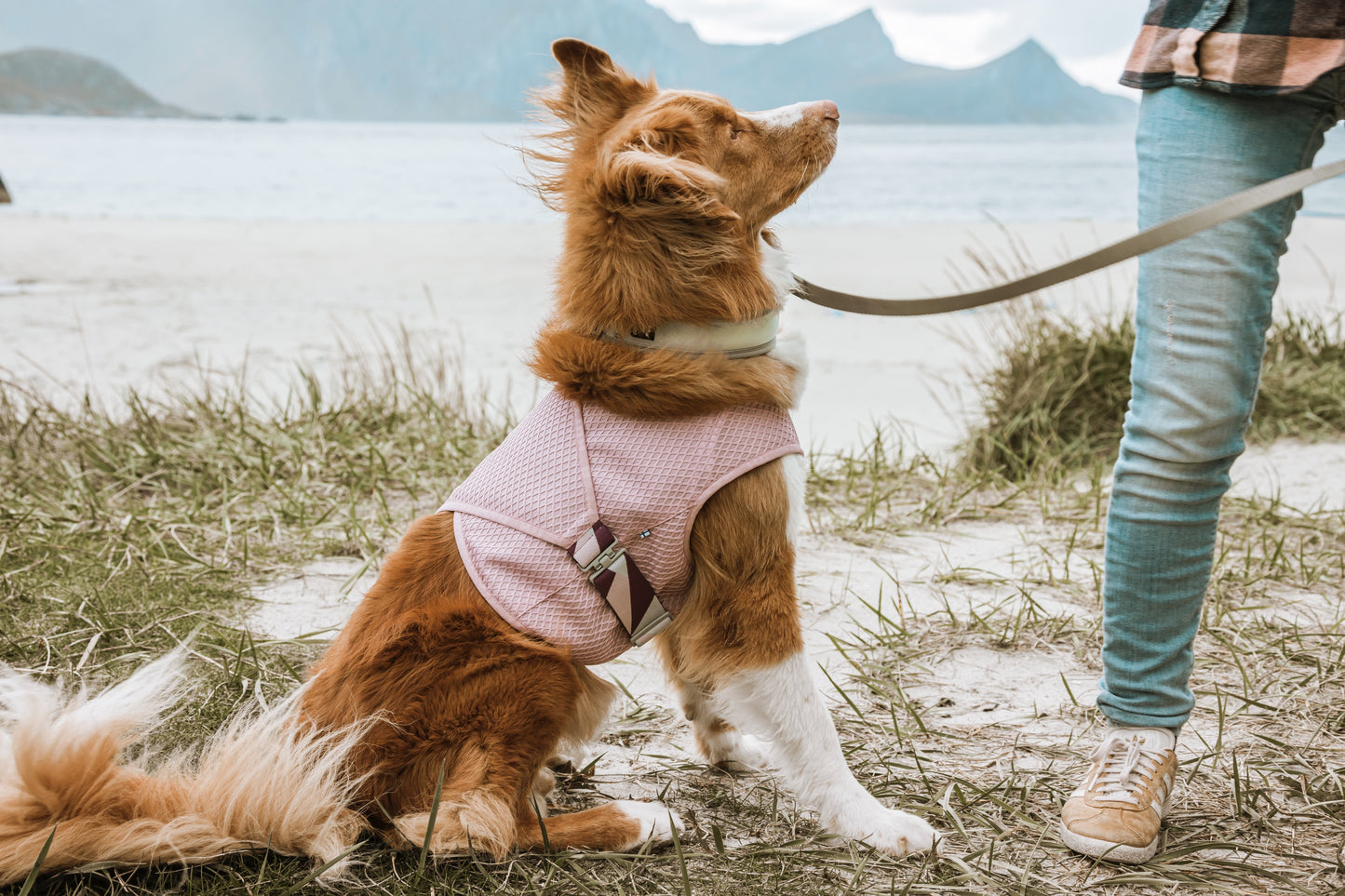 Hunde Kühlweste Cooling carnation pink - PetFitWorld