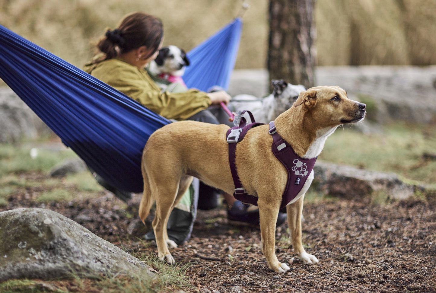 Hundegeschirr Weekend Warrior Harness II ECO eggplant - PetFitWorld