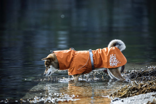 Regenmantel Monsoon Coat buckthorn - PetFitWorld