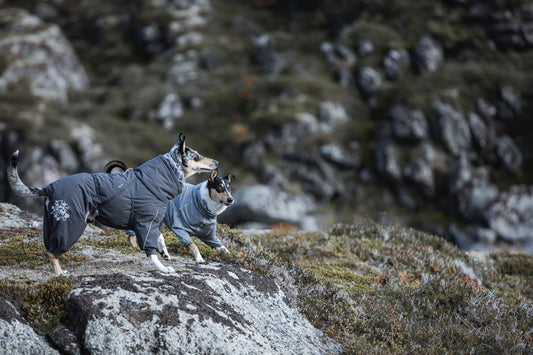 Hunde-Overall Extreme Overall blackberry - PetFitWorld