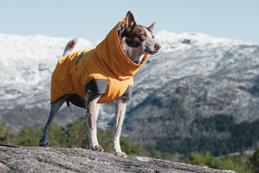 Hundejacke Expedition parka buckthorn - PetFitWorld