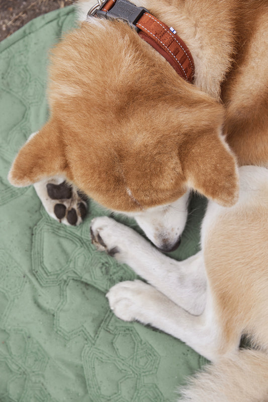Hundehalsband Casual half ECO cinnamon - PetFitWorld