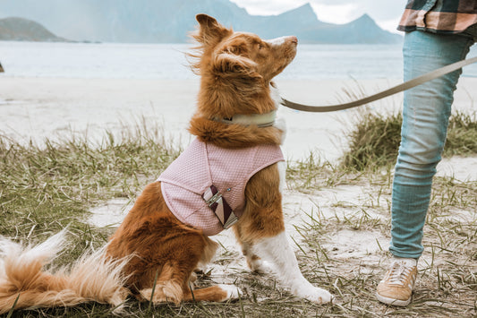 Hunde Kühlweste Cooling carnation pink - PetFitWorld