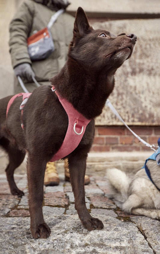 Hundegeschirr Safeguard Harness ECO strawberry - PetFitWorld