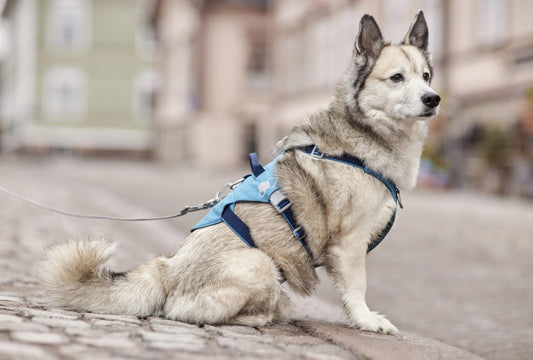 Hundegeschirr Safeguard Harness ECO ocean - PetFitWorld