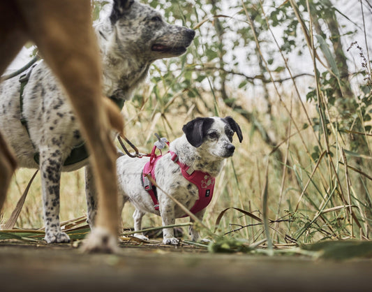 Hundegeschirr Weekend Warrior Harness II ECO ruby - PetFitWorld