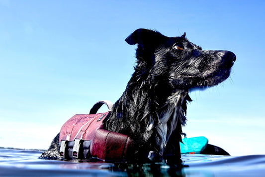 Schwimmweste Life Savior ECO eggplant - PetFitWorld