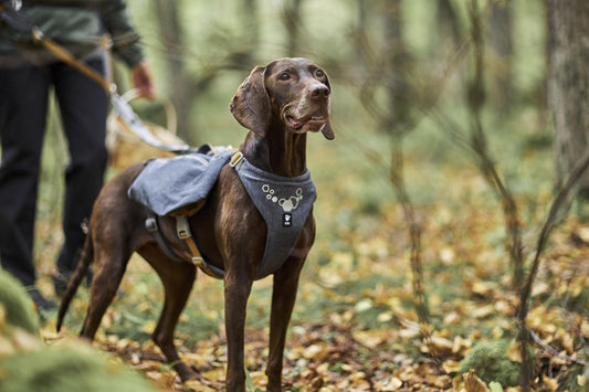 Hunderucksack Expedition Pack ECO blackberry - PetFitWorld