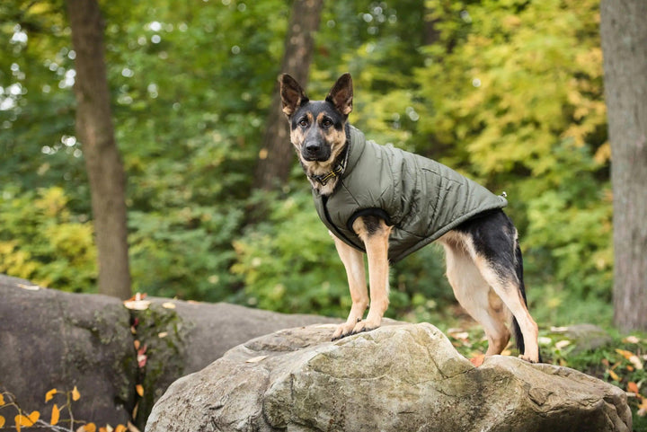 Dunkle Camo Army Hundeparka - PetFitWorld