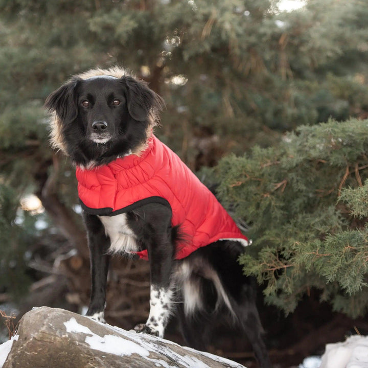 Elasto-Fit Urban Parka - Rot - PetFitWorld